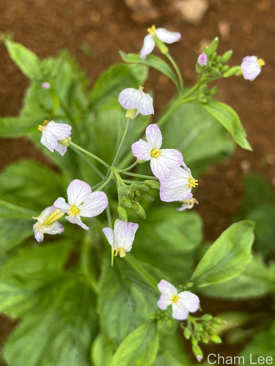 Raphanus raphanistrum L.